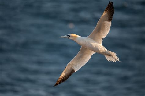 Vuelo Del Alcatraz Ivan Nouvilas Flickr