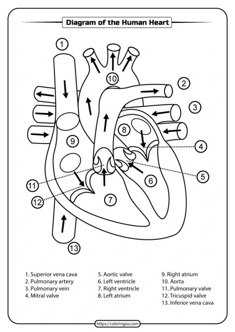 Printable Heart Diagram Worksheets Printable Worksheets