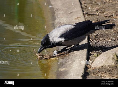 Crow Drinking Water High Resolution Stock Photography and Images - Alamy