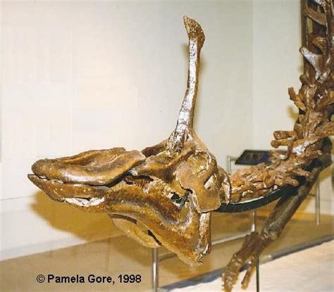 tsintaosaurus skull | Dinosaur, Prehistoric creatures, Prehistoric