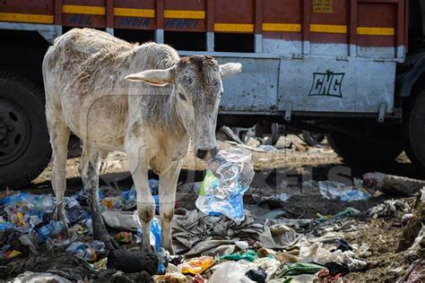 Indian Street Cow Eating Plastic Bags On A Garbage Dump Ghazipur