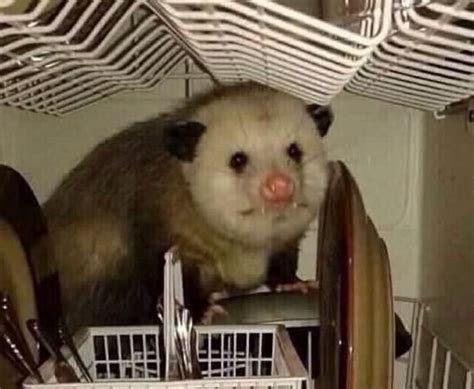 Sad Possum