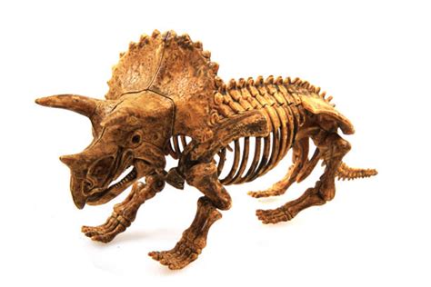 1,800+ Triceratops Fossil Stock Photos, Pictures & Royalty-Free Images - iStock