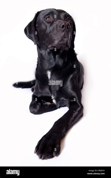 Labrador Retriever Canis Lupus F Familiaris Lying Stock Photo Alamy