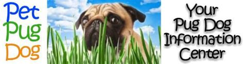 pug age growth chart puppy  adult