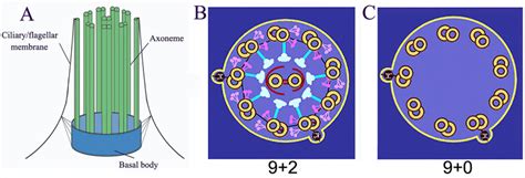 Basal structure of cilia/flagella. (A) Cilia/flagella are composed of ...