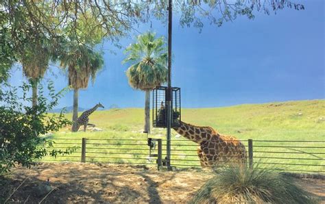 The Living Desert Zoo and Gardens (Palm Desert) - 2019 All You Need to Know BEFORE You Go (with ...