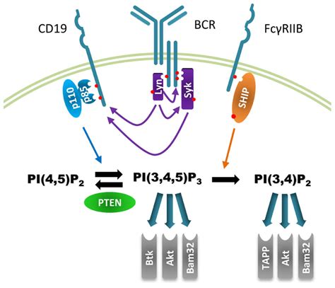 Pik3ca Pathway