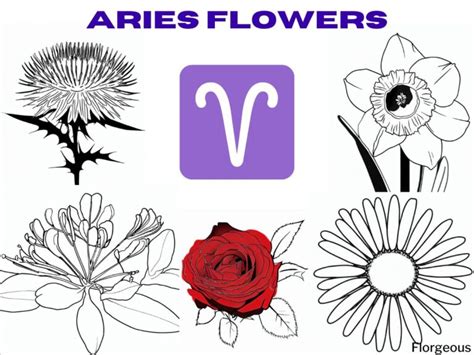 Aries Birth Flower Unveiled: Blossoming with Courage and Determination ...