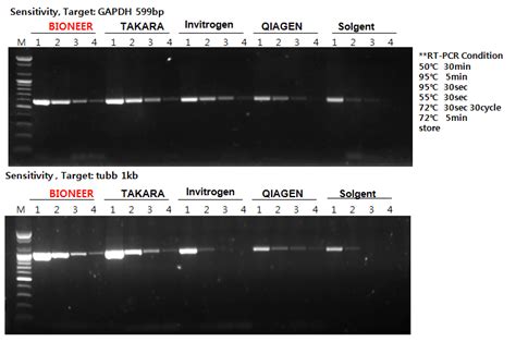 AccuPower RocketScript RT PCR Master Mix RNase H Minus 2X 1ml