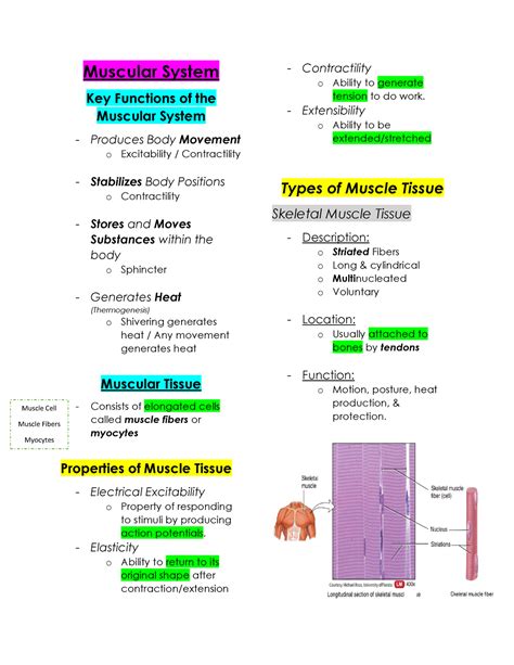 Anaphy Lec Muscular System Muscular System Key Functions Of The