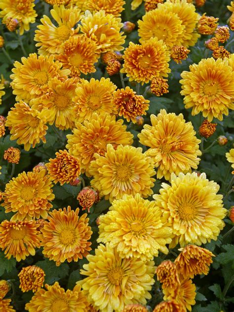 Chrysanthemum Christy Bluestone Perennials