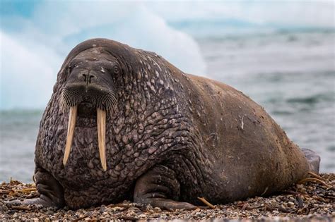 Animal Planet on Instagram: “Walrus's long tusks are useful in so many ways! They use these ...