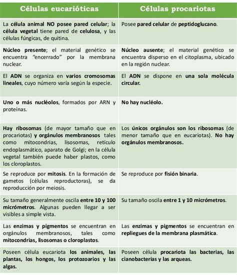 Diferencia Entre Cuadro Comparativo Entre Celula Procariota Y Eucariota