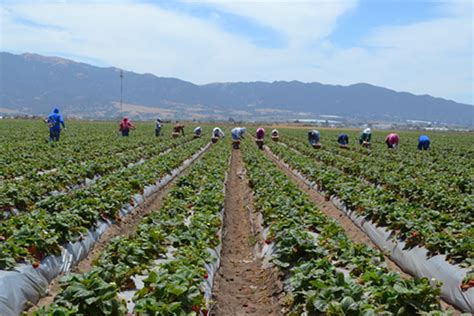 Soil Amendments Agrifood Safety