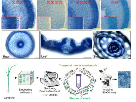 IARRP Team Develops An Efficient Technique To Visualize Cellular Pi In