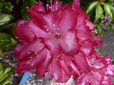 Rhododendron Bunga Kepala Kelopak Foto Gratis Di Pixabay Pixabay