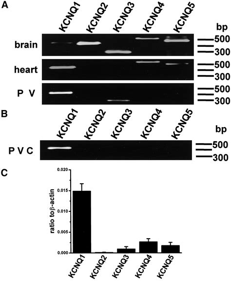 Molecular Variants Of KCNQ Channels Expressed In Murine Portal Vein