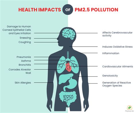 ¿qué Son Las Partículas Pm25 Fuentes E Impactos