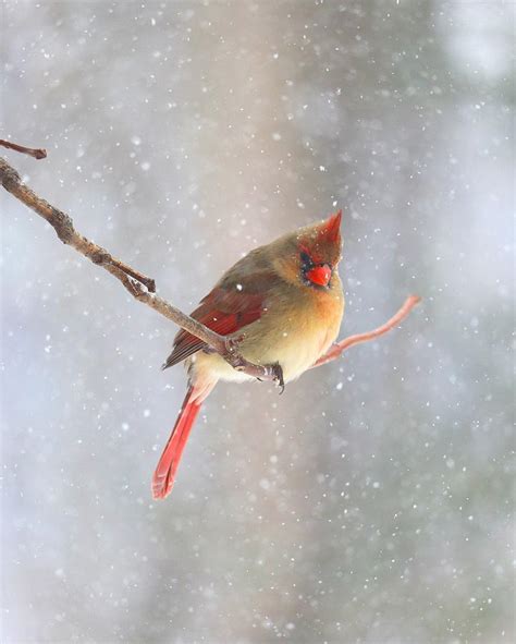 Female Cardinal In Winter Photograph By Tom STRUTZ Fine Art America