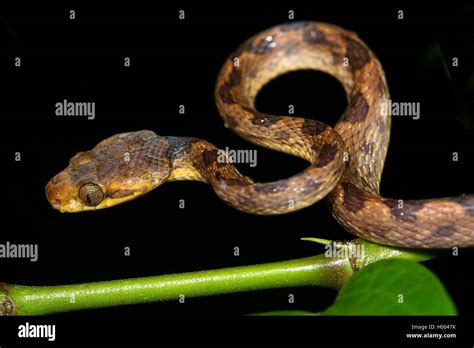 Northern Cat Eyed Snake Leptodeira Septentrionalis Winds On A Twig