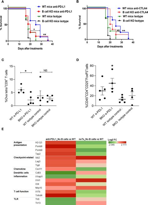 B16 Ova Melanoma Cells ATCC Bioz