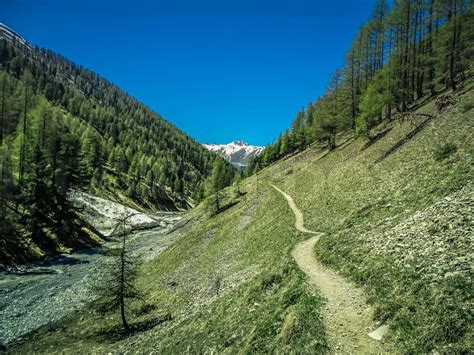 Hiking in swiss national park near zernez in summer | Stock image ...