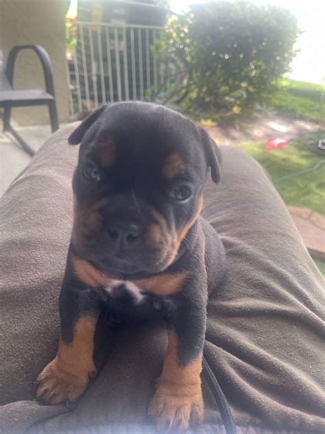 American Bully Puppies For Sale | West Palm Beach, FL #459407