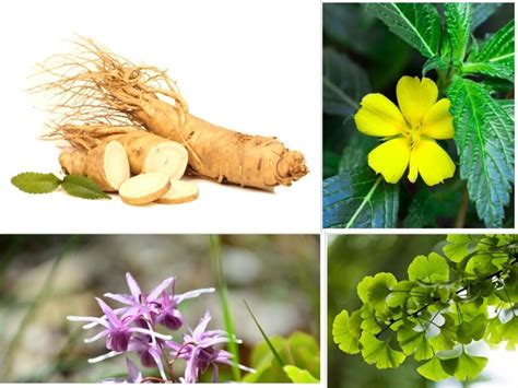 4 Natural Herbs That Increase You Sex Strength Gardeningtuts