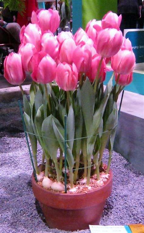 3 Easy Steps Planting Tulips In Pot A Right