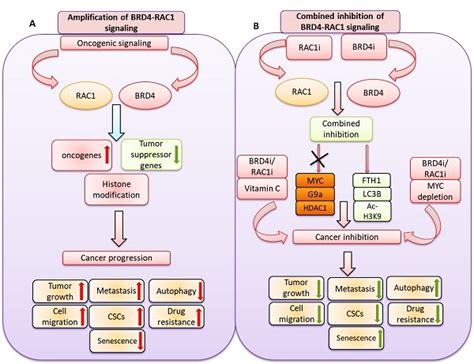 Co Targeting BET Bromodomain BRD4 And RAC1 Suppresses Growth Stemness