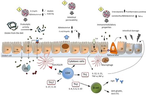 Nutrients Free Full Text Intestinal Microbiota And Celiac Disease