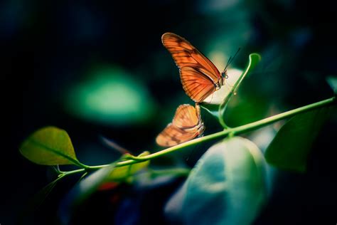 Kostenlose Foto Natur Fl Gel Pflanze Fotografie Stengel Blatt