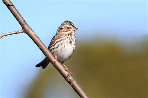 Sparrows In North Carolina For You To Spot In The Wild