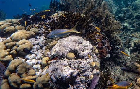 Puerto Plata Snorkeling Excursion | SeaPro Divers