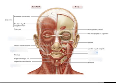 ANAT 411 Anterior View Of The Muscles Of Head Neck Diagram Quizlet