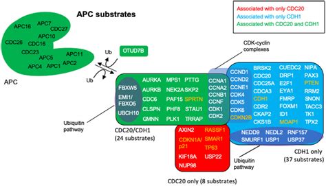 The Role Of Anaphase Promoting Complex Activation Inhibition And