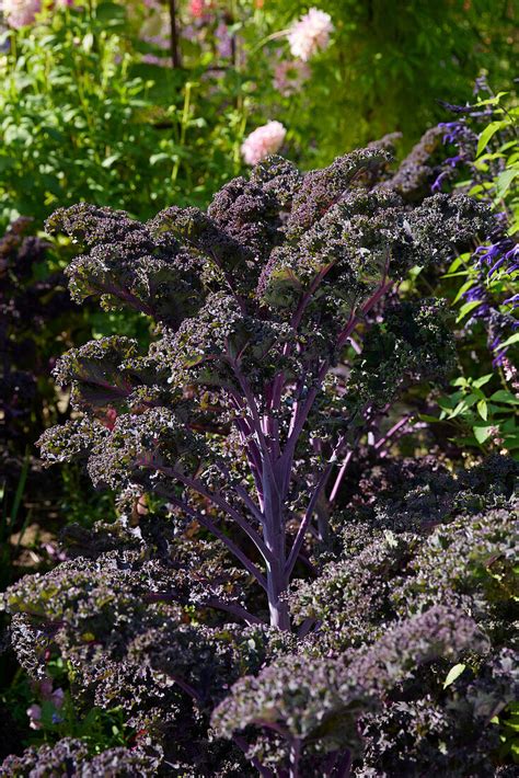 Gemüsekohl Brassica oleracea Grünkohl Bild kaufen 13730238