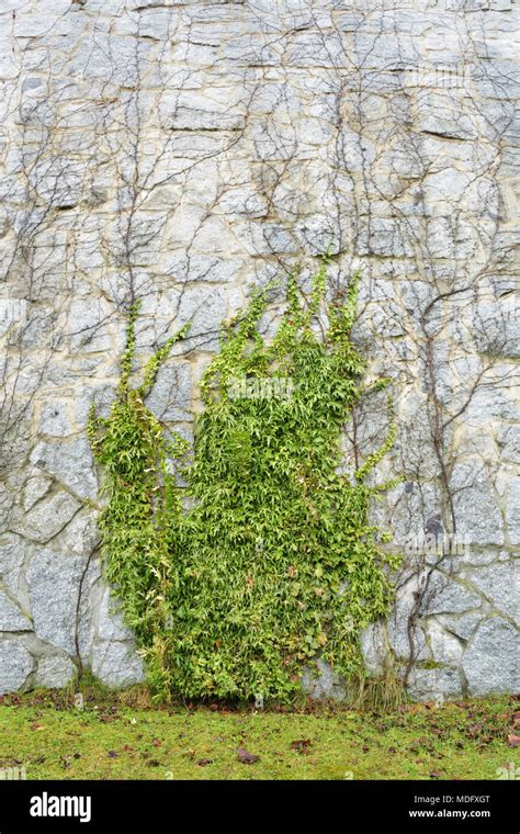 Planta Trepadora Verde En La Pared Fotograf As E Im Genes De Alta