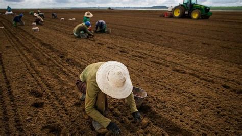 Setor agropecuário gera mais de 34 mil novas vagas de emprego em 2023