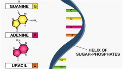 Proteins And Nucleic Acids Youtube