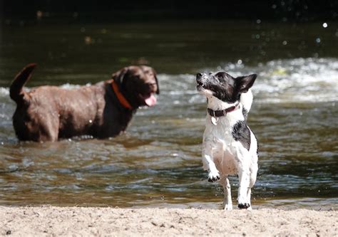 Veterinar otkriva kako da prepoznate toplotni udar kod psa Žena rs