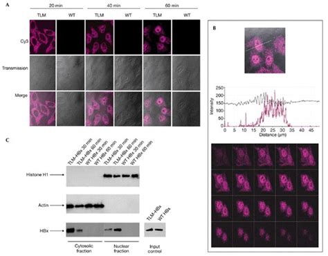 Nuclear Accumulation Of TLMHBx A Confocal Laser Scanning