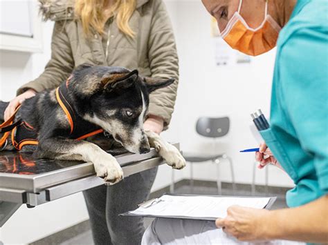 Vetsuisse Fakultät Veterinärmedizin