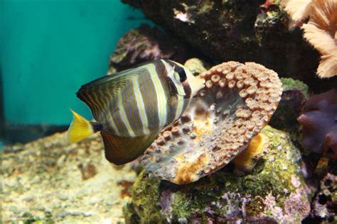 Saltwater Aquarium Fish Photos