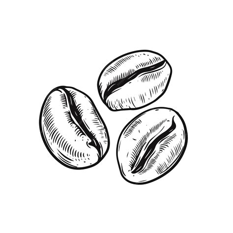 Premium Vector | Coffee beans hand drawn black color engraving style
