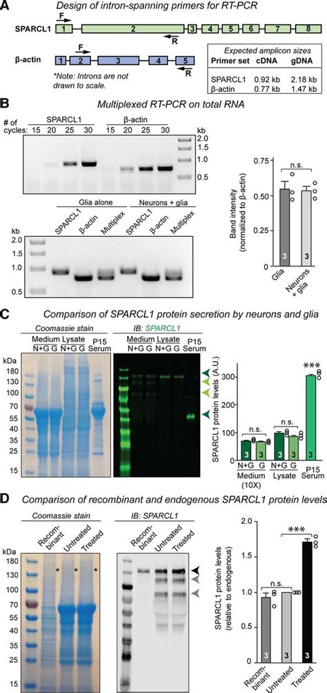 Sparcl1 Promotes Excitatory But Not Inhibitory Synapse Formation And Function Independent Of