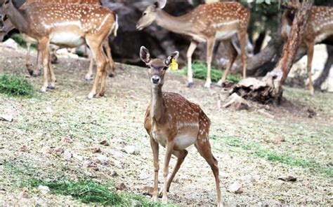 Explore the Diverse Wildlife Sanctuary of Dasht-e Naz Near Sari