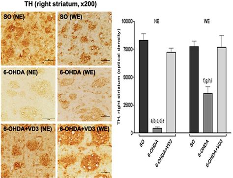 Representative photomicrographs (× 200 magnification, scale ... 