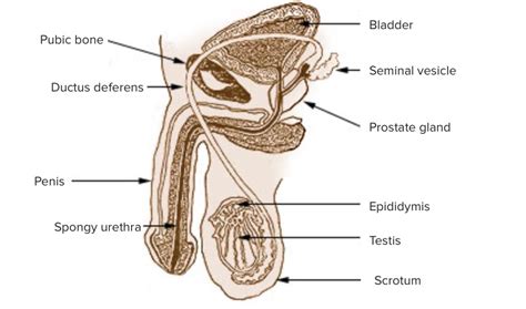 Penis Aufbau Und Funktion Lecturio